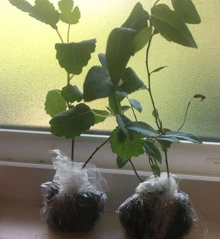 Ischia Fig Tree - 4 to 6 Inch Plant for Sale