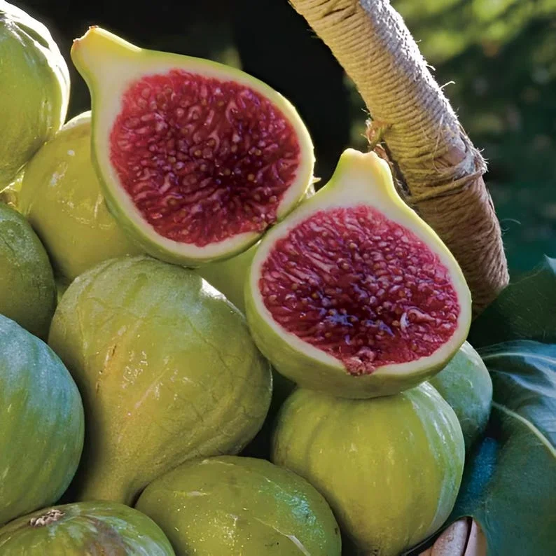 Ischia Fig Tree - 4 to 6 Inch Plant for Sale