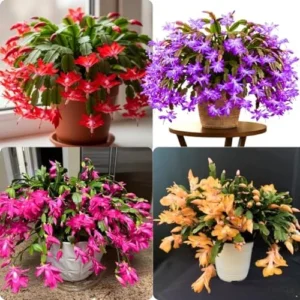 1 Thanksgiving Christmas Cactus Plants Live in 4