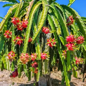 Dragon Fruit Cuttings – Live Plant – 10-12 Inches – Outdoor - Image 3