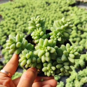 Sedum 'Burrito' Donkey Tail #A Succulent Live Plant 2 Inch Pot for Home Garden Decor