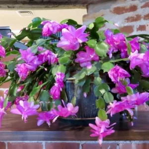 Thanksgiving Christmas Cactus Plant - 4
