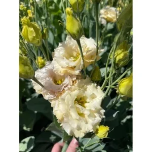 Lisianthus Chateau Blue Live Plant Starter - 3.25 Inch Potted Plant