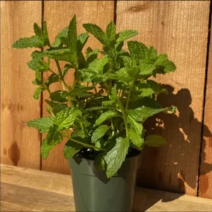 1 Pot (1 Clump) of Peppermint Herb Live Starter Plant for Planting, Fresh Herb Mint for Indoors Outdoors Garden, 4
