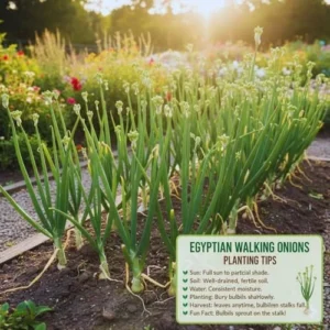 Set 10 Egyptian Walking Onions Bulbs for Planting Outdoors Indoors, Large Onion Bulbs for Gardening