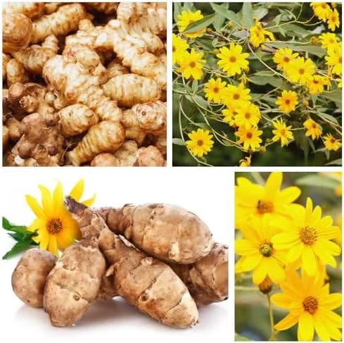 Jerusalem Artichoke Live Tubers - Sunchoke Bulbs for Planting - 2 Lb Vegetable Plant Garden