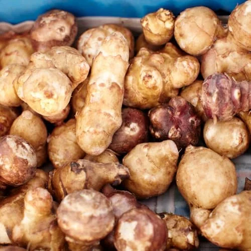 Jerusalem Artichoke Live Tubers - Sunchoke Bulbs for Planting - 2 Lb Vegetable Plant Garden