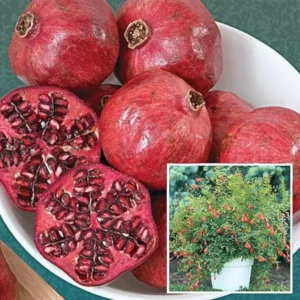Combo 3 Pomegranate Trees Live Plant - Wonderful Pomegranate - 2 Year-Old - Potted Plant