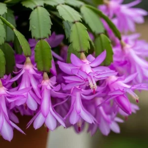 Christmas Cactus Live Plant – Holiday Indoor/Outdoor Houseplant – 6-8