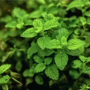 1 Pot (1 Clump) of Spearmint Herb Live Starter Plant for Planting, Edible Aromatic Herb, Fragrant Perennial Herbs, 4