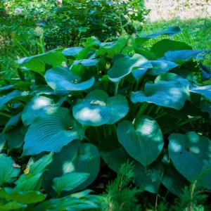 Blue Hosta Live Plant in Quart Pot - Blue-Green Hardy Perennial for Shade Gardens