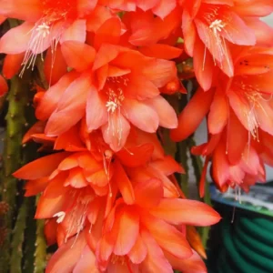Orange Epiphyllum – Trailing Orchid Cactus – Live Plant – 6-8 inches Tall – Indoor/Outdoor - Image 6