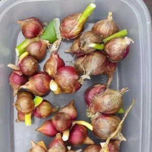 Set 20 Egyptian Walking Onions Bulbs for Planting, High Yield Walking Onion Tubers for Perennial Planting, Outdoor, Winter Hardy in Zones 3–9
