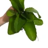Kalanchoe Pinnata Plant, Miracle Leaf of Life 4 Inc Pot