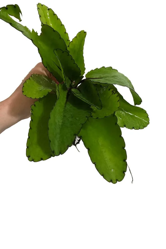 Kalanchoe Pinnata Plant, Miracle Leaf of Life 4 Inc Pot