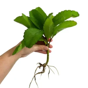 Kalanchoe Pinnata Plant, Miracle Leaf of Life 4 Inc Pot