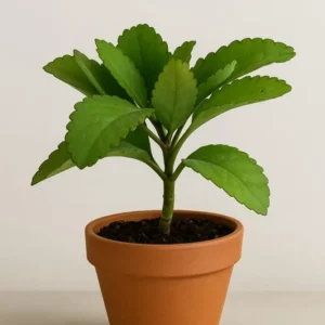 Kalanchoe Pinnata Plant, Miracle Leaf of Life 4 Inc Pot