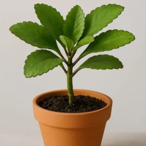 Kalanchoe Pinnata Plant, Miracle Leaf of Life 4 Inc Pot