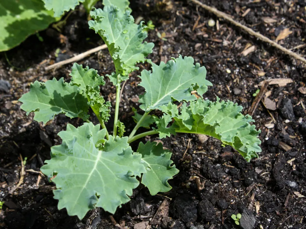 Kale is one of the toughest vegetables you can grow during winter.