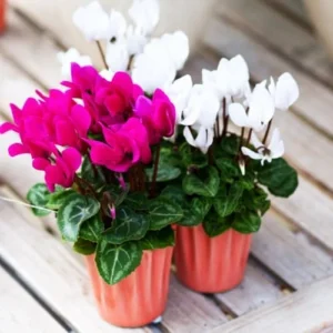 White Cyclamen Plant Live, Live Cyclamen Flower Plant, 4 Inc Pot