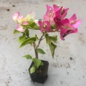 White Pink Bougainvillea Plant – Live plant – 5-10 inches tall – 4 inch pot – Outdoor - Image 5