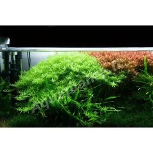 Mix 7 Aquarium Plants Live Stems, No Root, Fresh Water Aquatic Plants for Pond, Green Aquatic Live Plants for Freshwater Aquarium Fish Tanks