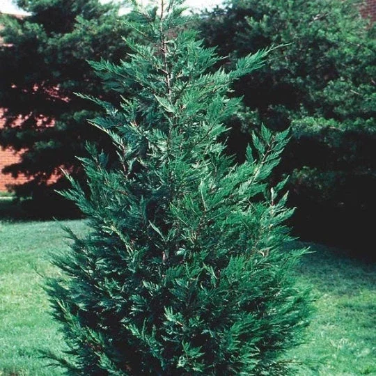 Leyland Cypress Trees 10 Pack Live Evergreen Plants 6-12 Inches Tall