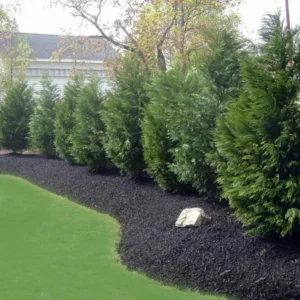 Leyland Cypress Trees 10 Pack Live Evergreen Plants 6-12 Inches Tall