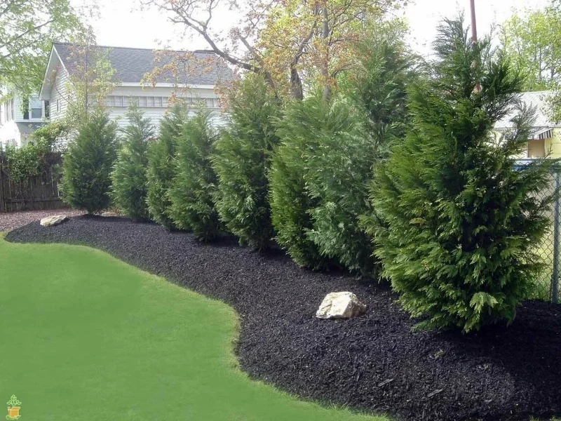 Leyland Cypress Trees 10 Pack Live Evergreen Plants 6-12 Inches Tall