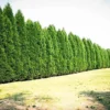 Leyland Cypress Trees 10 Pack Live Evergreen Plants 6-12 Inches Tall