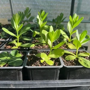 Lisianthus Chateau Blue Live Plant Starter - 3.25 Inch Potted Plant