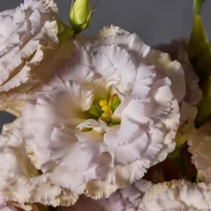 Lisianthus Chateau Blue Live Plant Starter - 3.25 Inch Potted Plant