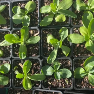 Lisianthus Chateau Blue Live Plant Starter - 3.25 Inch Potted Plant