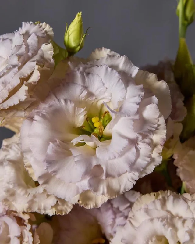 Lisianthus Chateau Blue Plug - Live Starter Plant 1-3 inch - Well Rooted