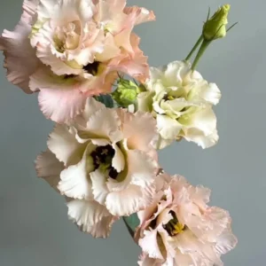 Lisianthus Chateau Blue Plug - Live Starter Plant 1-3 inch - Well Rooted