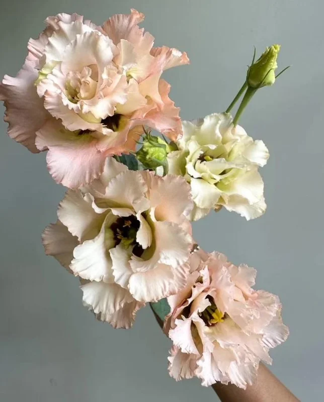 Lisianthus Chateau Blue Plug - Live Starter Plant 1-3 inch - Well Rooted