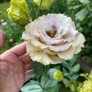 Lisianthus Chateau Blue Plug - Live Starter Plant 1-3 inch - Well Rooted