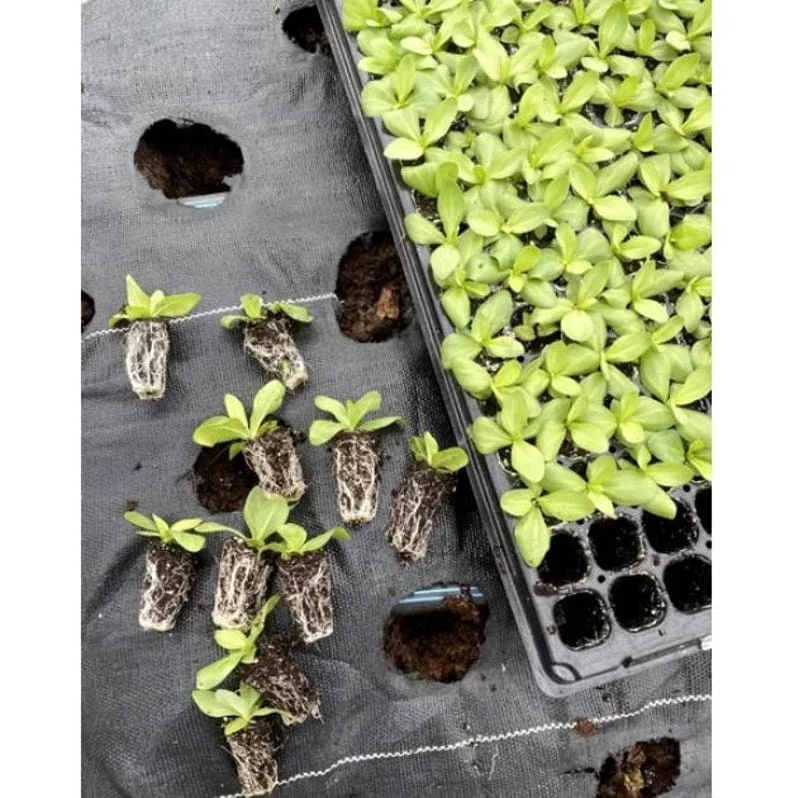Lisianthus Chateau Blue Plug - Live Starter Plant 1-3 inch - Well Rooted