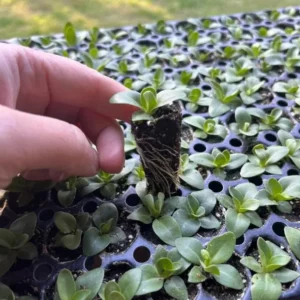 Lisianthus Chateau Blue Plug - Live Starter Plant 1-3 inch - Well Rooted