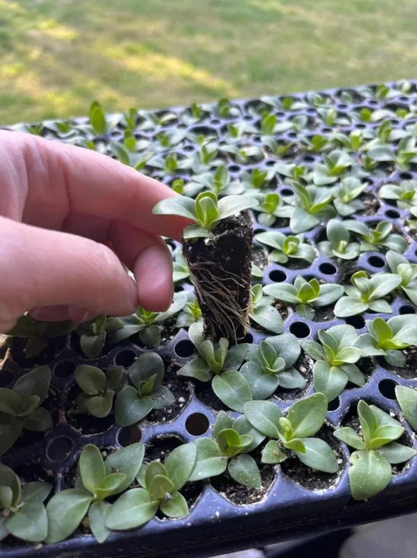 Lisianthus Chateau Blue Plug - Live Starter Plant 1-3 inch - Well Rooted