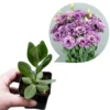 Lisianthus Lilac Shade Plant Starter - 3.25 Inch Potted Live Plant