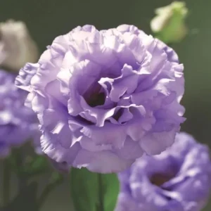 Lisianthus Lilac Shade Plant Starter - 3.25 Inch Potted Live Plant