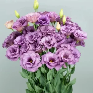 Lisianthus Lilac Shade Plant Starter - 3.25 Inch Potted Live Plant