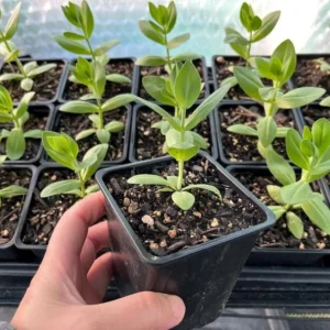 Lisianthus Lilac Shade Plant Starter - 3.25 Inch Potted Live Plant