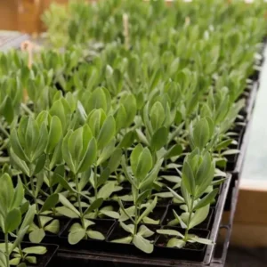 Lisianthus Lilac Shade Plant Starter - 3.25 Inch Potted Live Plant