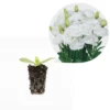 Lisianthus Rosita White III Plug Live Starter Plant - 1-3 Inch Healthy Plug