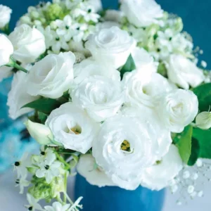 Lisianthus Rosita White III Plug Live Starter Plant - 1-3 Inch Healthy Plug