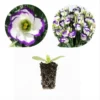 Lisianthus Solo Blue Picotee Live Plant Plug Starter 1-3 Inch