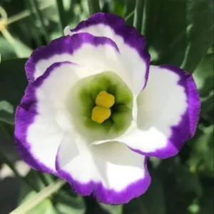 Lisianthus Solo Blue Picotee Live Plant Plug Starter 1-3 Inch