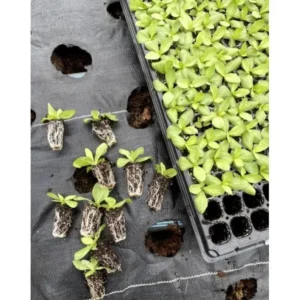 Lisianthus Solo Blue Picotee Live Plant Plug Starter 1-3 Inch